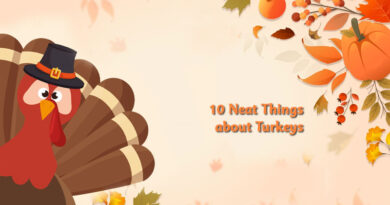 10 neat things about turkeys