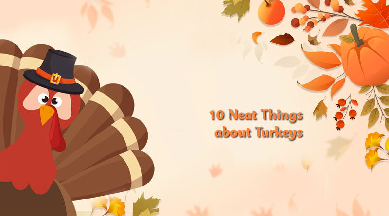 10 neat things about turkeys