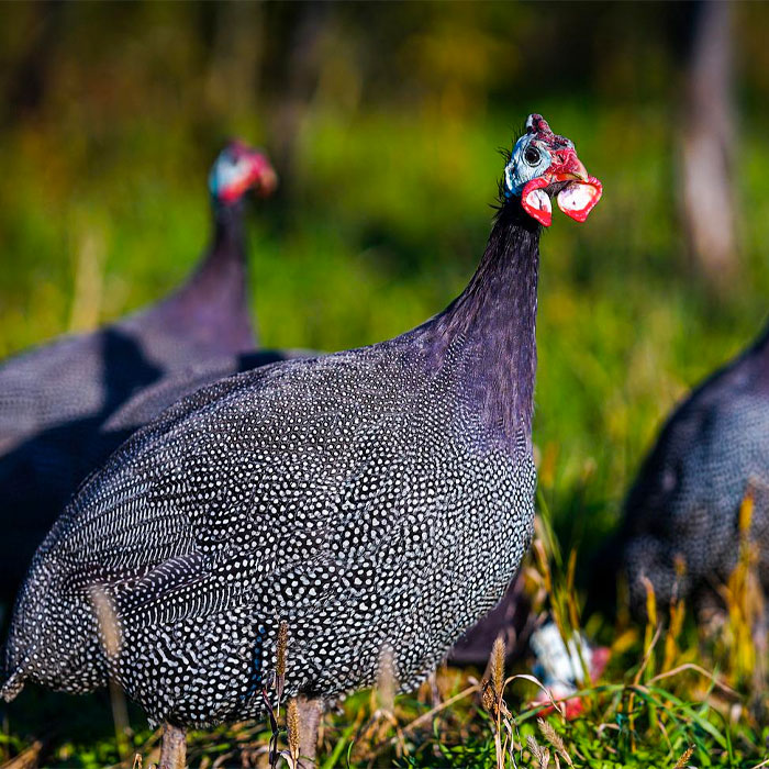 guinea fowl