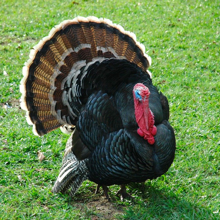 turkey