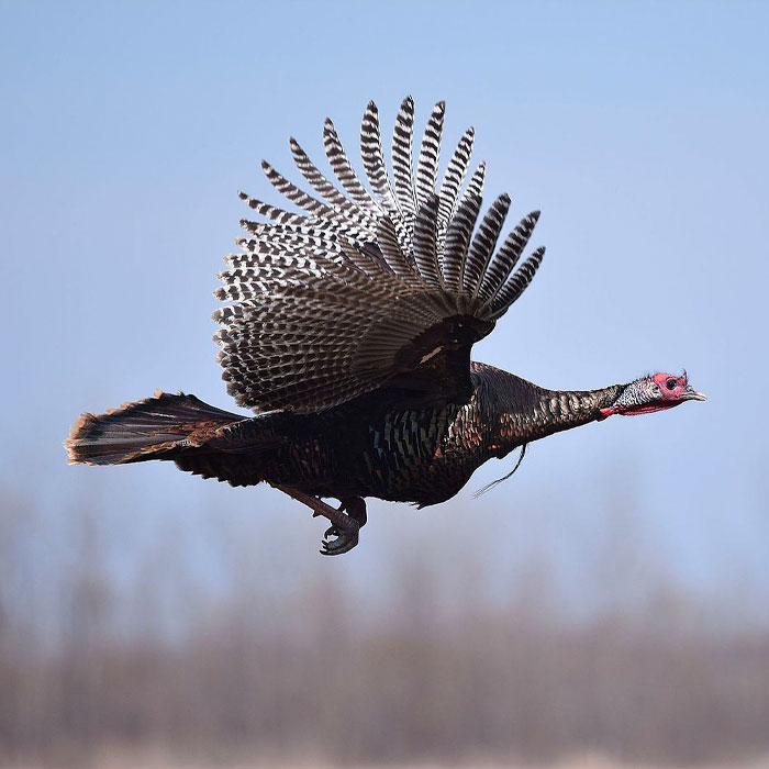 flying wild turkey