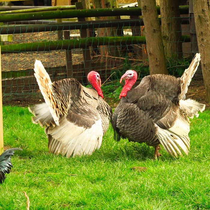 domesticated turkey