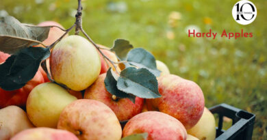 10 neat things about hardy apple cultivars