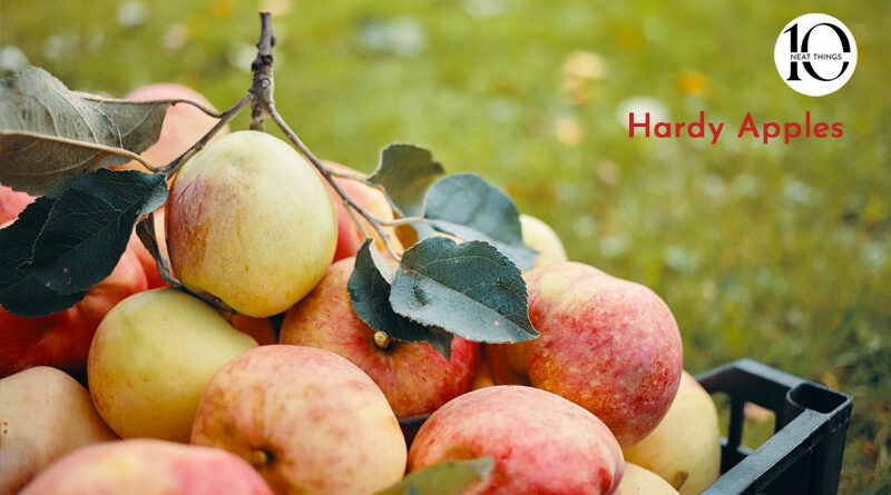 10 neat things about hardy apple cultivars