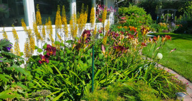 Garden of Robert wrigley and arlene dahl