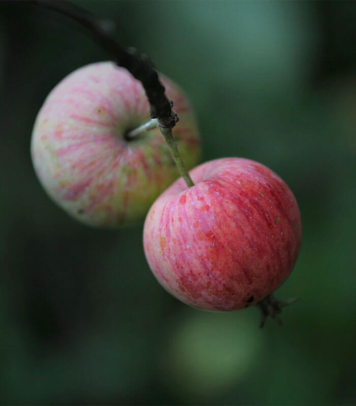 hardy wild apple
