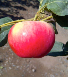 parkland apple