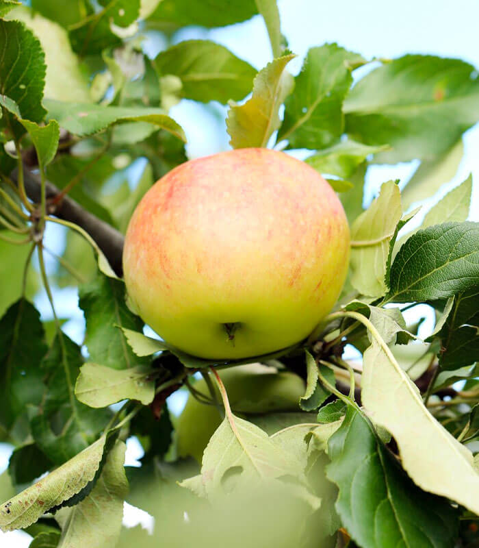 goodland hardy apples