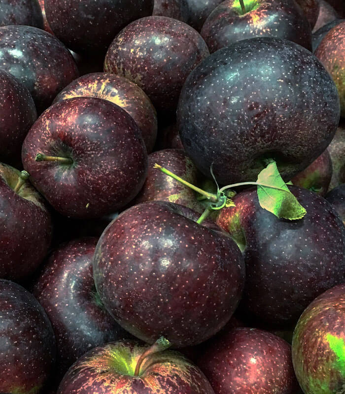 black oxford apples
