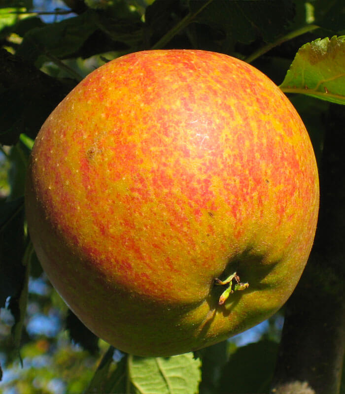 Cox's orange pippin hardy apple