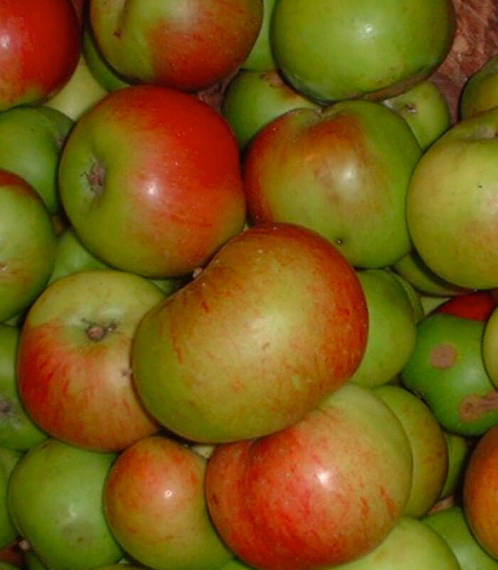 Bramley apple