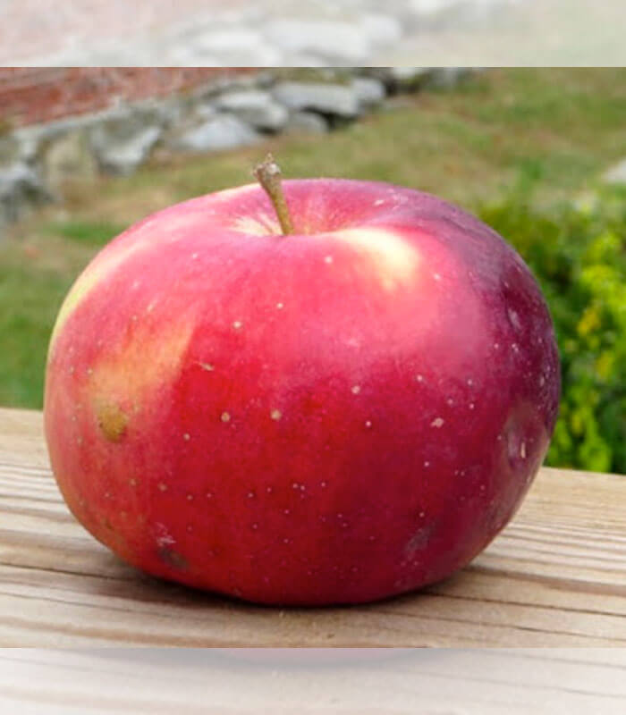 bonkers hardy apple