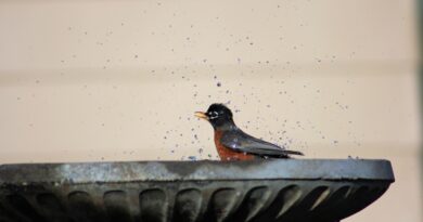 Feathered Friends: Bird myths to be aware of