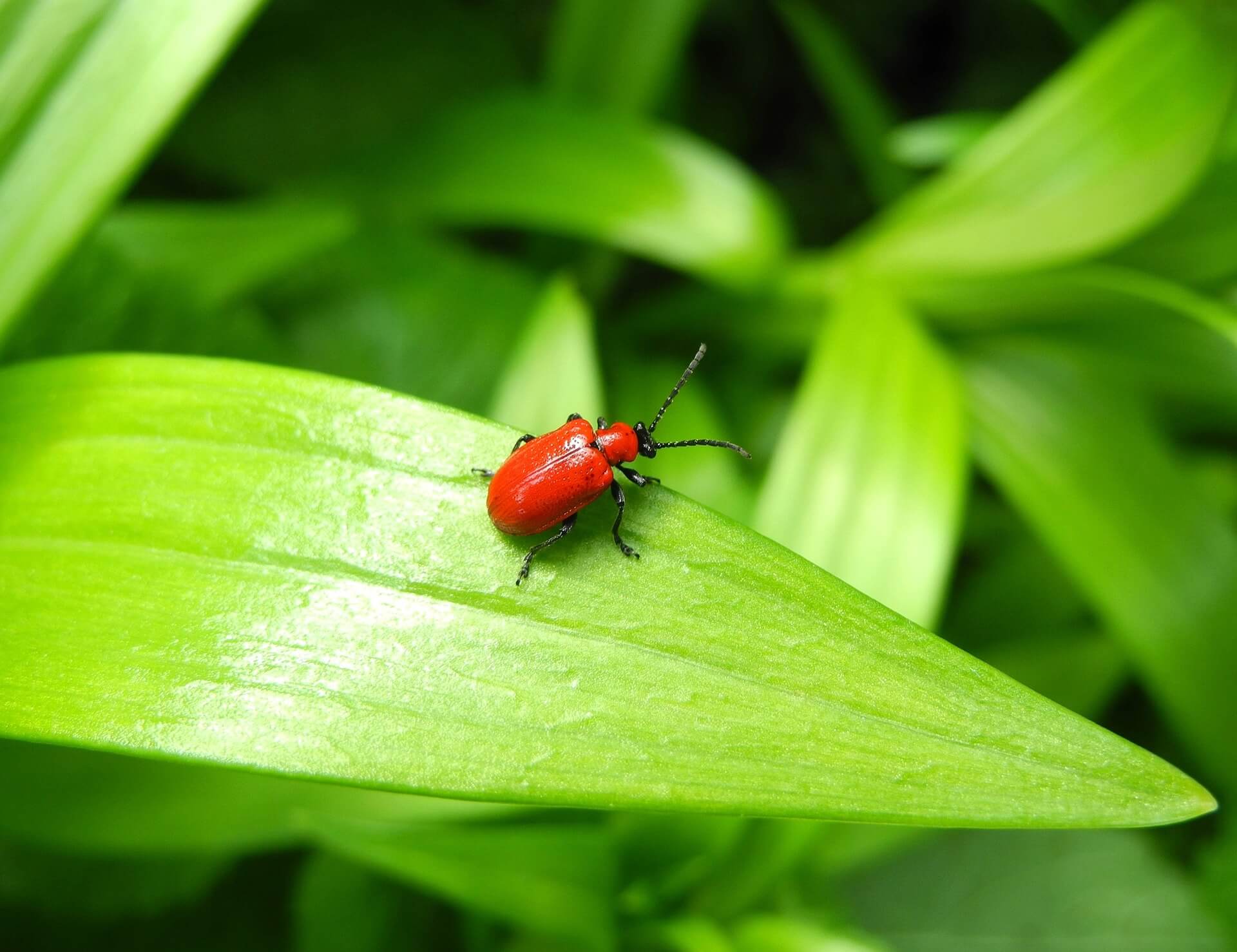 Lycil Insect What Insects are in Your Backyard? - Canada's Local Gardener magazine