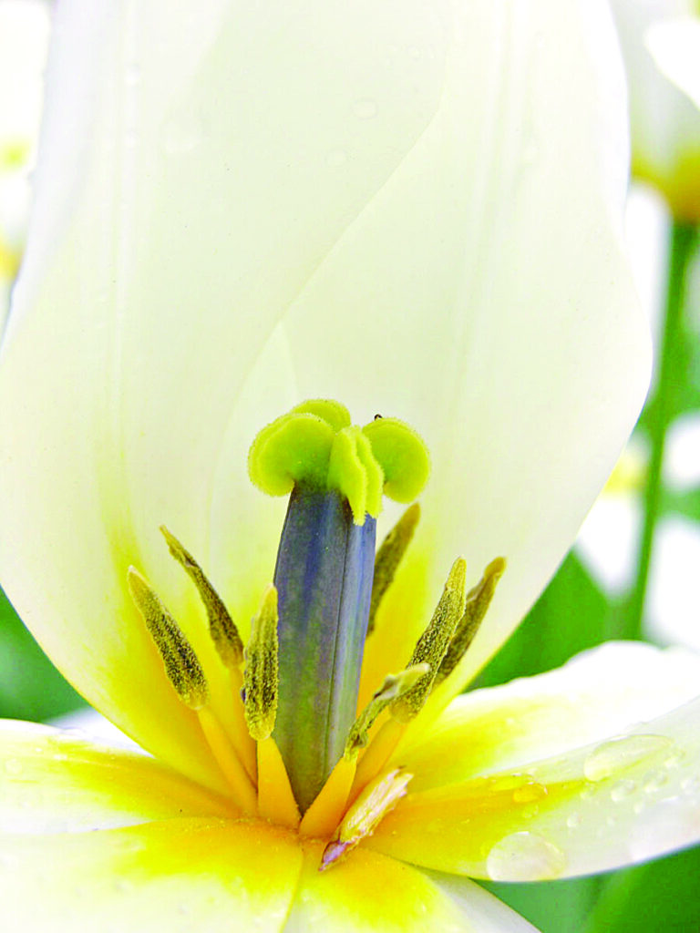 Tulip pistil: Is the pistil at the centre of this tulip the male of the female part of the flower? 