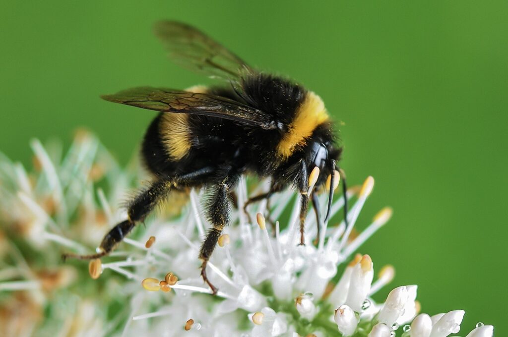 The hard working bumblebees (above) and honey bees are incredibly important to our food production.