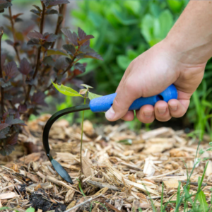 Cobra Head Weeder and Cultivator