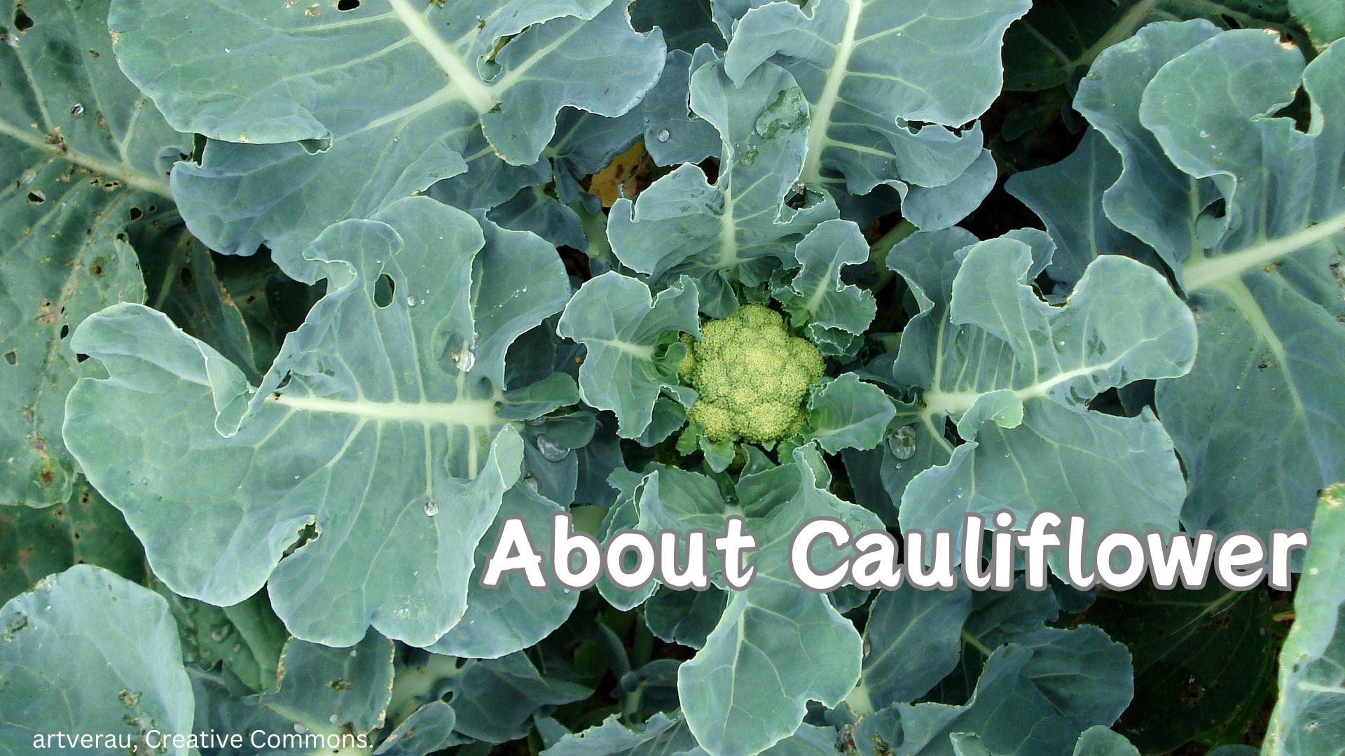 10 Neat Things About Cauliflower Canadas Local Gardener Magazine