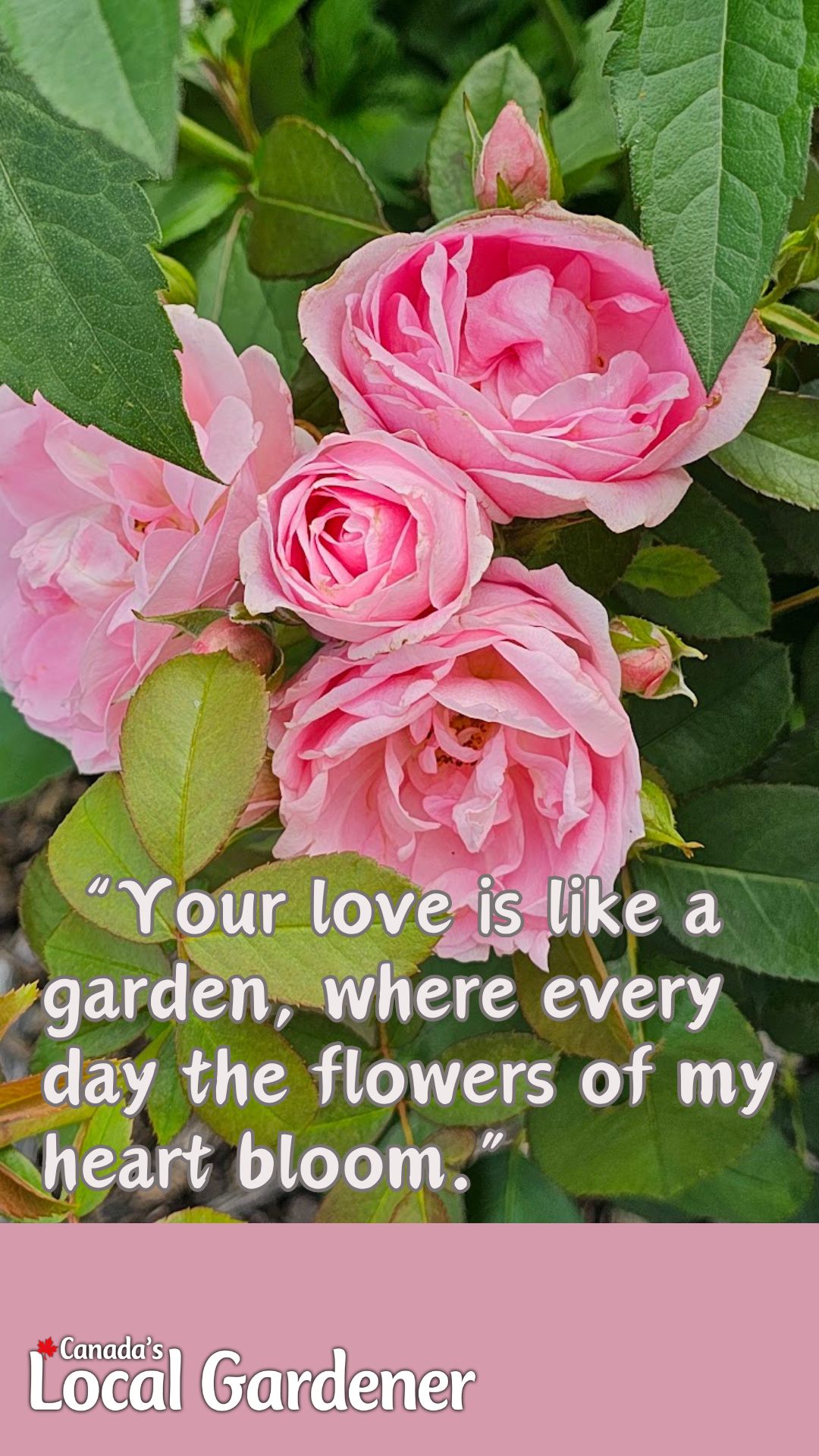 quote-for-gardeners-4-canada-s-local-gardener-magazine