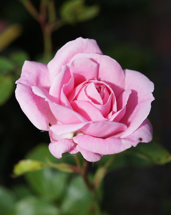 10 Neat Things About the Scent of Roses - Canada's Local Gardener magazine