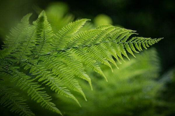 The secret life of ferns: 10 strange and wonderful things - Canada's ...