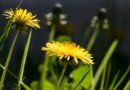 DYC Dazzle: Meet the stars of the yellow composite world