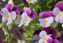 Pansies: more than a pretty face