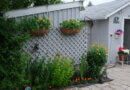 Ken Macdonald’s vertical tomato garden in Regina