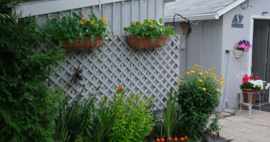 Ken Macdonald’s vertical tomato garden in Regina