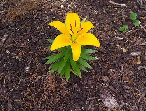 Yellow lily surrounded by wood chip mulch.