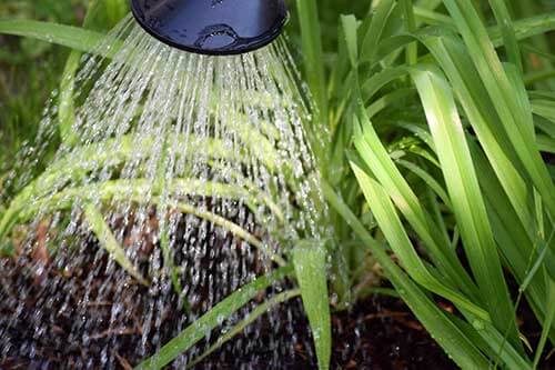 Spray of water over foliage from a watering can.