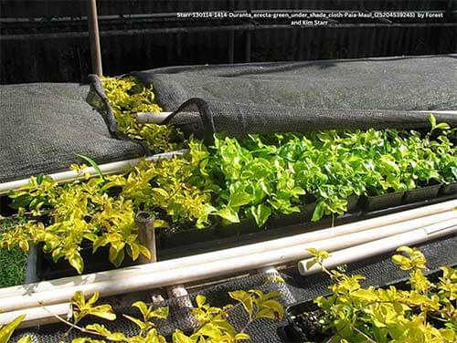 Shade cloths over tender nursery plants.