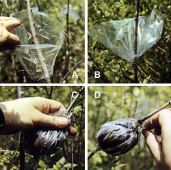 Four pictures detailing how to air layer