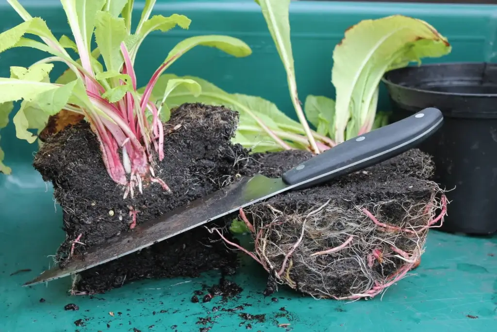 A plant uprooted and a knife on a potting bench.