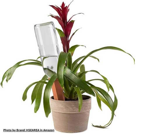 Potted plant with spike watering container.