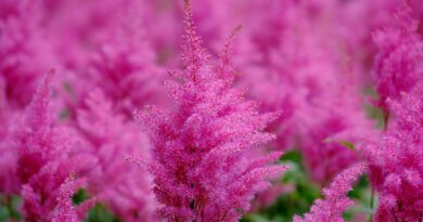 bright pink astilbe 1