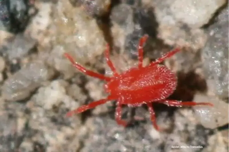 red spider mite on sand