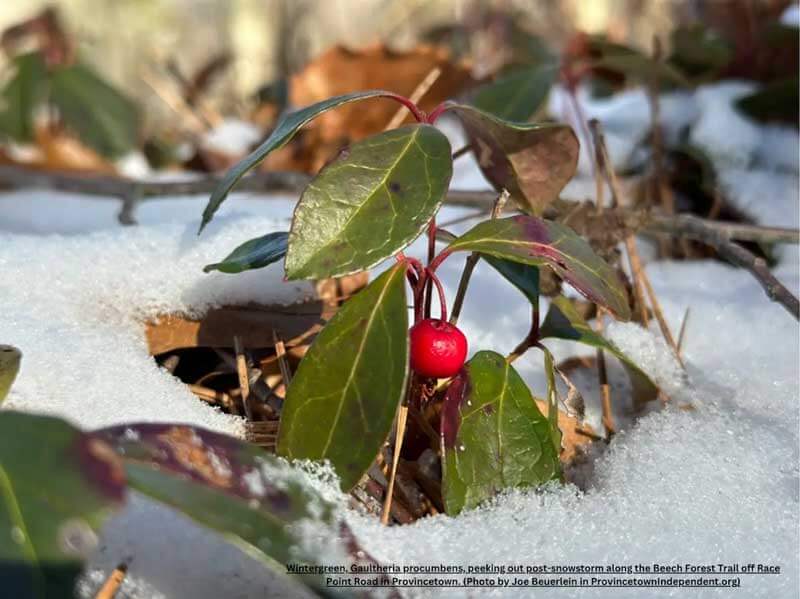 sprig of wintergreen with a berry poking up though snow