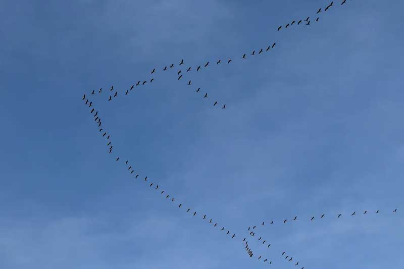 messy vee of canada geese against blue sky