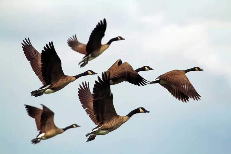 side view of six canada geese flying in a grey sky