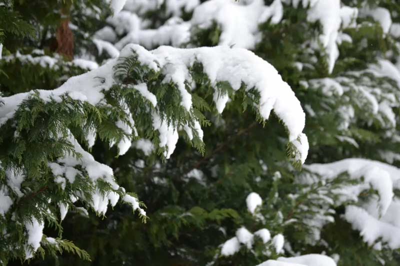 snow covered boughs of false cypress