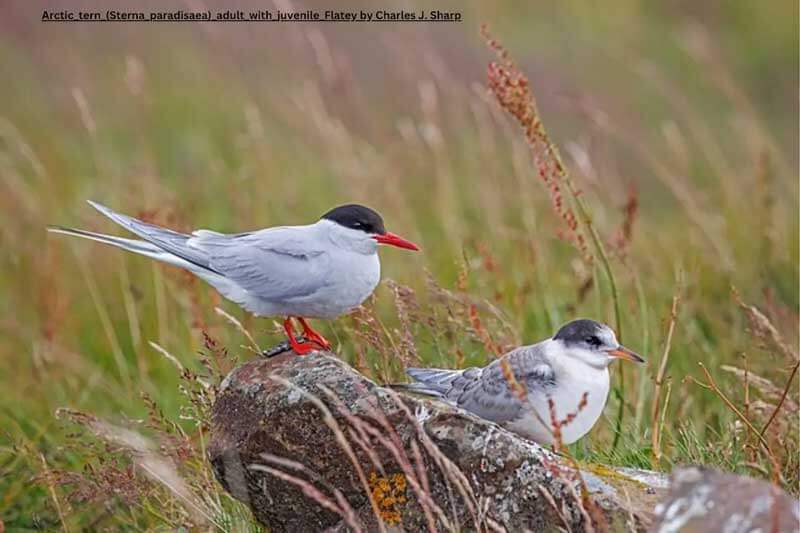 two arctic terns, adult and juvenile, on rock in field