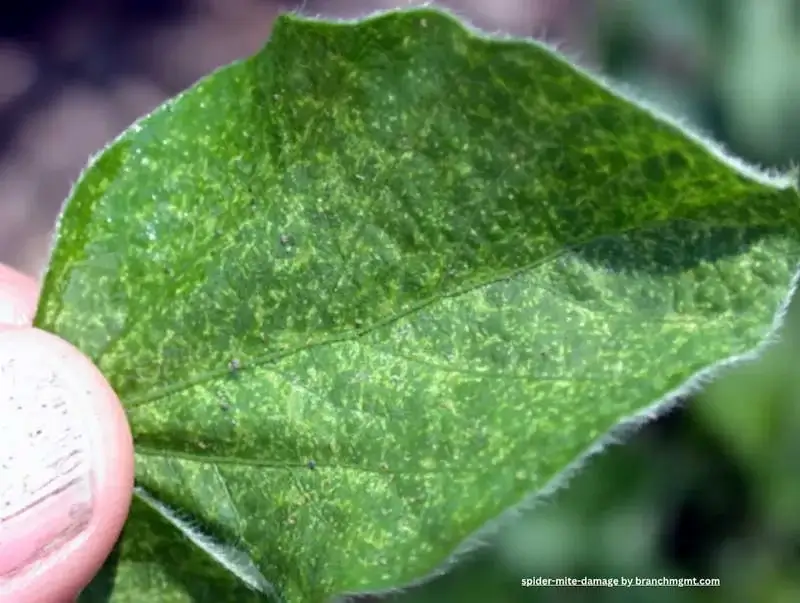 close up on leaf damaged by spider mite