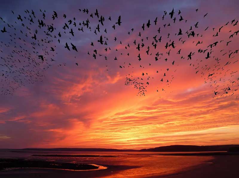flock of birds peppered across a colourful sky