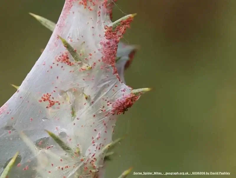 many spider mites in a thick web covering foliage of plant