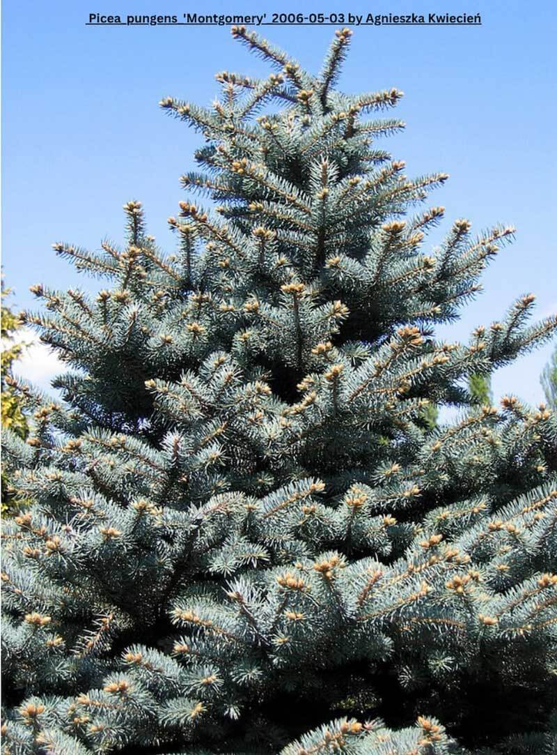 top of blue spruce with blue shy behind
