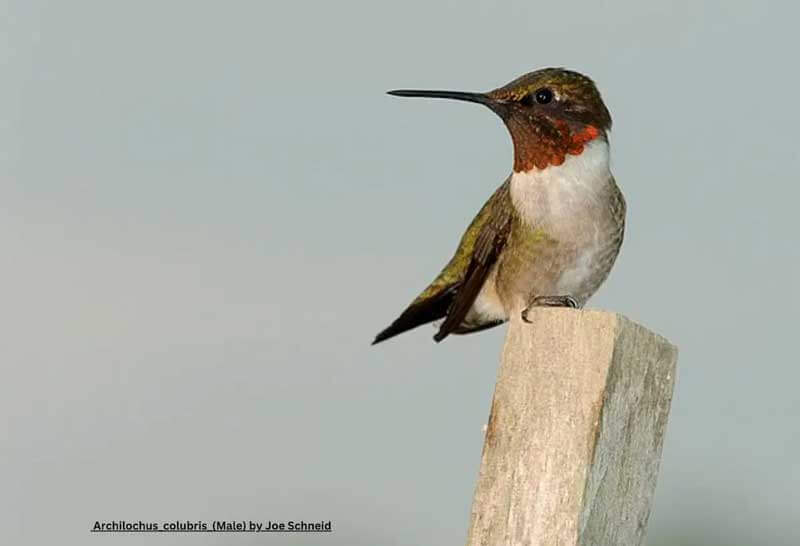 ruby throated hummingbird still on a post
