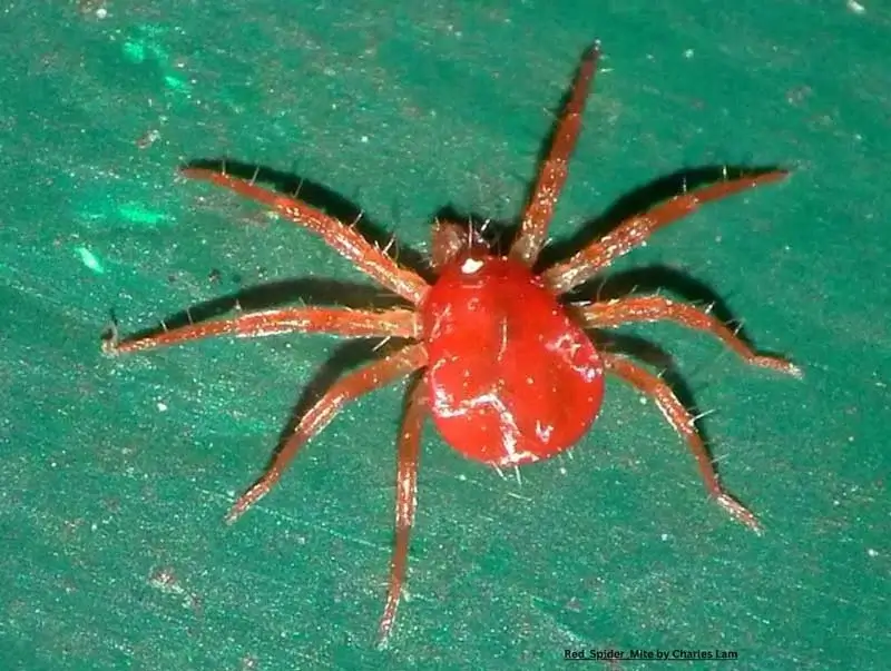 close up of red spider mite on green background