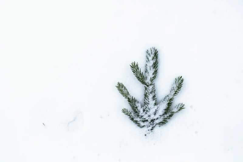 pine sprig on snow partially buried