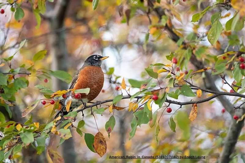 American robin in crabapple tree